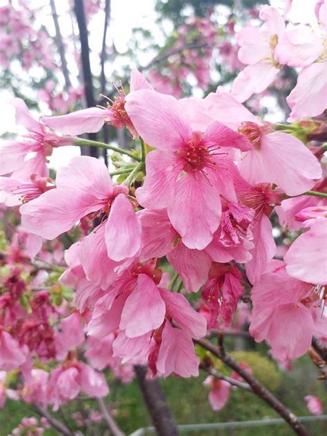 黃鐘花風水|香港賞花好去處2024